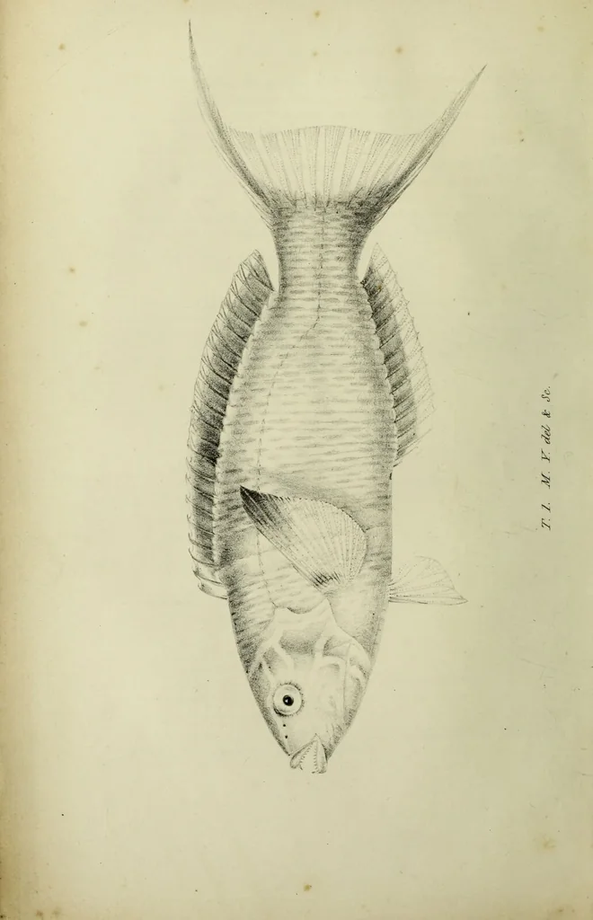 An illustration from A history of the fishes of Madeira / by Richard Thomas Lowe ... With original figures from nature of all the species, by the Hon. C.E.C. Norton and M. Young., 1843, leaf 24