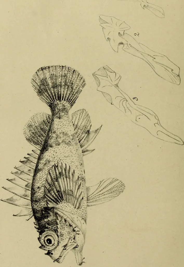 An illustration from A history of the fishes of Madeira / by Richard Thomas Lowe ... With original figures from nature of all the species, by the Hon. C.E.C. Norton and M. Young., 1843, leaf 246
