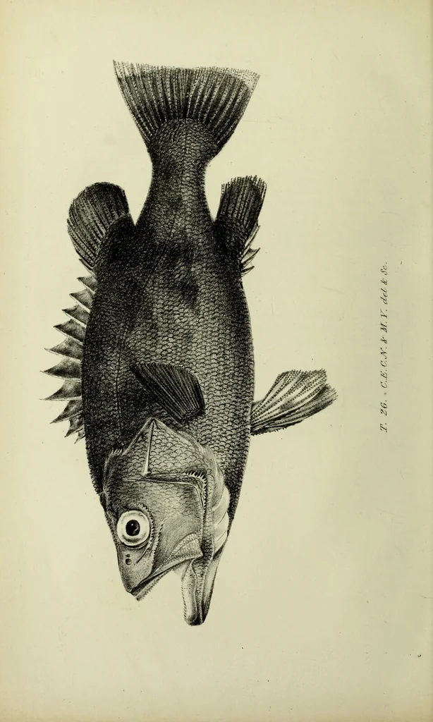 An illustration from A history of the fishes of Madeira / by Richard Thomas Lowe ... With original figures from nature of all the species, by the Hon. C.E.C. Norton and M. Young., 1843, leaf 254