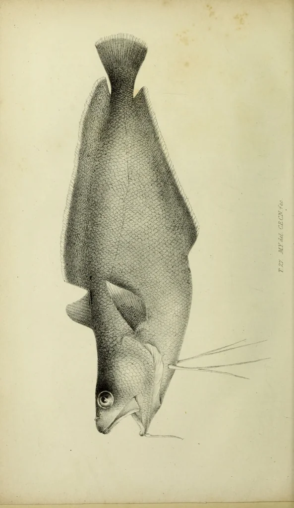 An illustration from A history of the fishes of Madeira / by Richard Thomas Lowe ... With original figures from nature of all the species, by the Hon. C.E.C. Norton and M. Young., 1843, leaf 266