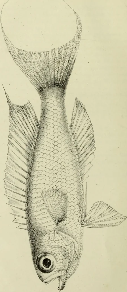 An illustration from A history of the fishes of Madeira / by Richard Thomas Lowe ... With original figures from nature of all the species, by the Hon. C.E.C. Norton and M. Young., 1843, leaf 40