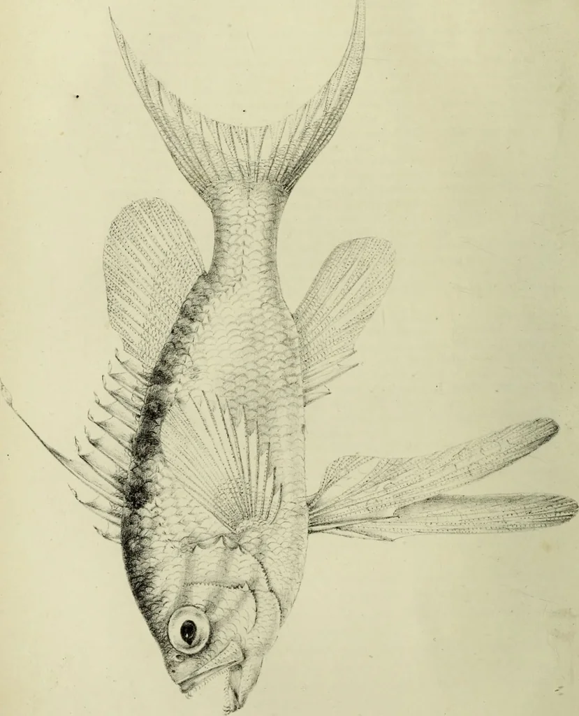 An illustration from A history of the fishes of Madeira / by Richard Thomas Lowe ... With original figures from nature of all the species, by the Hon. C.E.C. Norton and M. Young., 1843, leaf 48