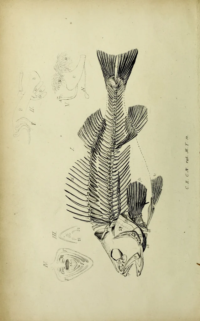 An illustration from A history of the fishes of Madeira / by Richard Thomas Lowe ... With original figures from nature of all the species, by the Hon. C.E.C. Norton and M. Young., 1843, leaf 6
