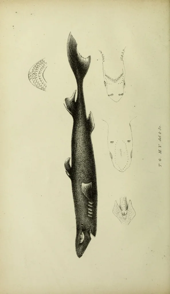 An illustration from A history of the fishes of Madeira / by Richard Thomas Lowe ... With original figures from nature of all the species, by the Hon. C.E.C. Norton and M. Young., 1843, leaf 70