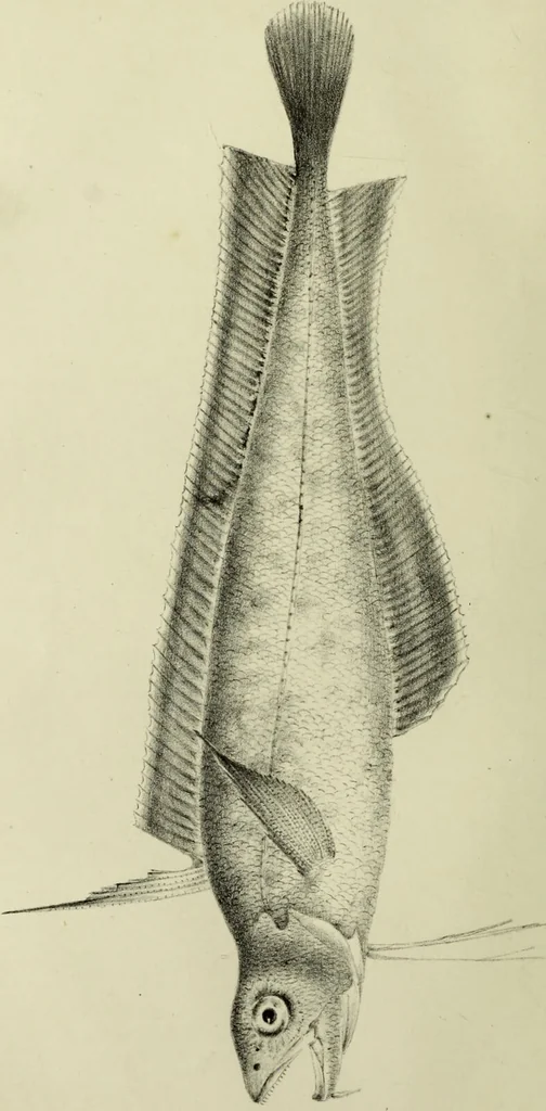 An illustration from A history of the fishes of Madeira / by Richard Thomas Lowe ... With original figures from nature of all the species, by the Hon. C.E.C. Norton and M. Young., 1843, leaf 80