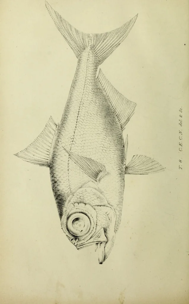 An illustration from A history of the fishes of Madeira / by Richard Thomas Lowe ... With original figures from nature of all the species, by the Hon. C.E.C. Norton and M. Young., 1843, leaf 84