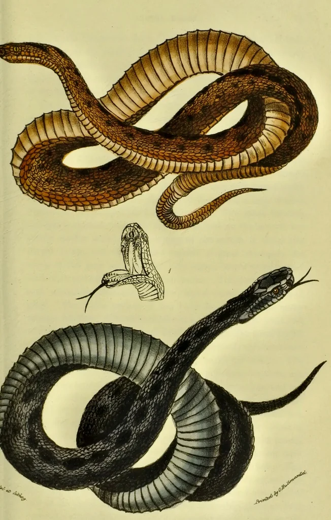 An illustration from Medical zoology and mineralogy. Or, Illustrations and descriptions of the animals and minerals employed in medicine, and of the preparations derived from them; including also an account of animal and mineral poisons, with figures coloured from nature / [John Stephenson]., 1832, leaf 101