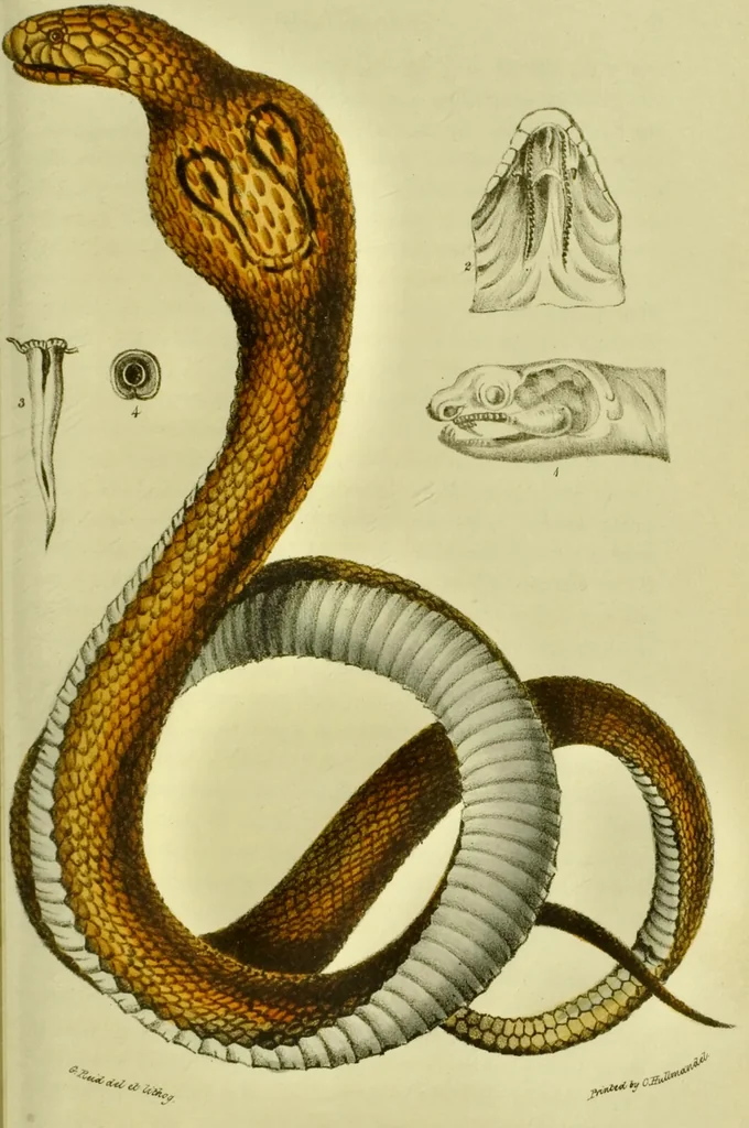 An illustration from Medical zoology and mineralogy. Or, Illustrations and descriptions of the animals and minerals employed in medicine, and of the preparations derived from them; including also an account of animal and mineral poisons, with figures coloured from nature / [John Stephenson]., 1832, leaf 121
