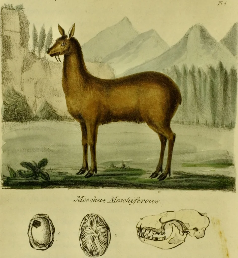 An illustration from Medical zoology and mineralogy. Or, Illustrations and descriptions of the animals and minerals employed in medicine, and of the preparations derived from them; including also an account of animal and mineral poisons, with figures coloured from nature / [John Stephenson]., 1832, leaf 14