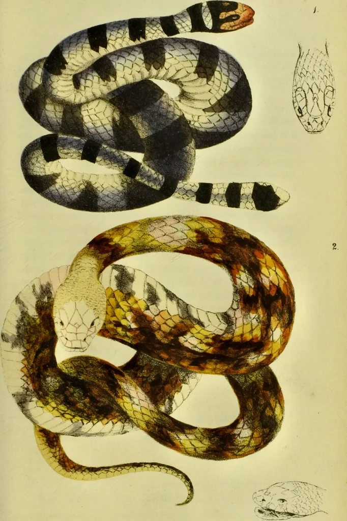 An illustration from Medical zoology and mineralogy. Or, Illustrations and descriptions of the animals and minerals employed in medicine, and of the preparations derived from them; including also an account of animal and mineral poisons, with figures coloured from nature / [John Stephenson]., 1832, leaf 151