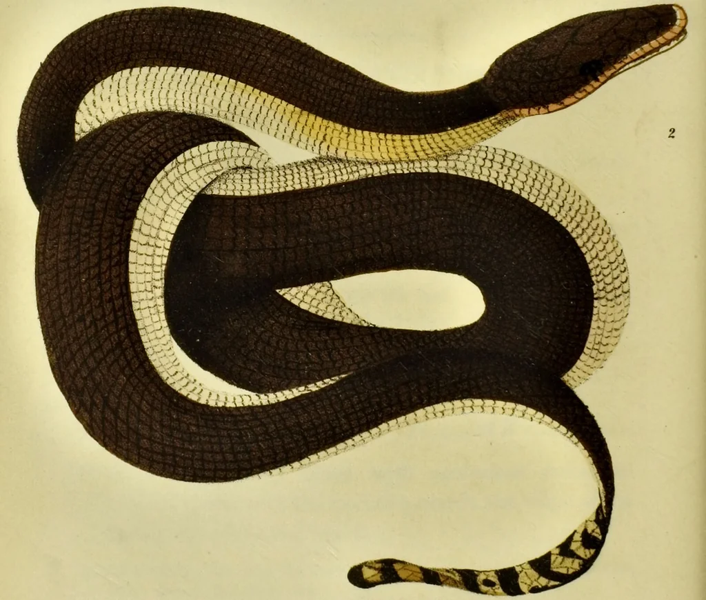An illustration from Medical zoology and mineralogy. Or, Illustrations and descriptions of the animals and minerals employed in medicine, and of the preparations derived from them; including also an account of animal and mineral poisons, with figures coloured from nature / [John Stephenson]., 1832, leaf 158