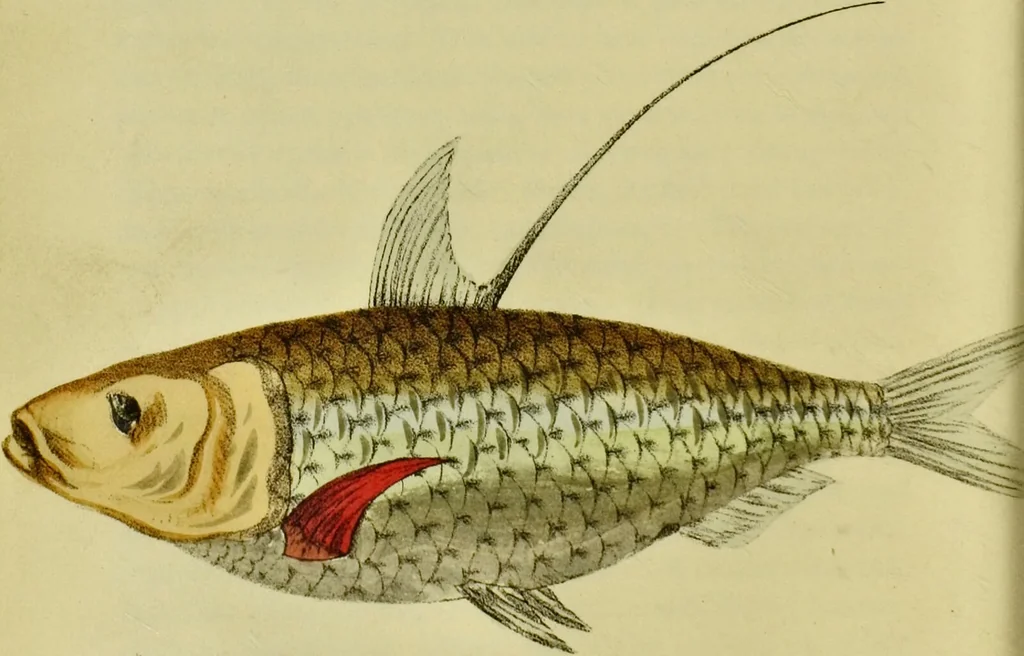 An illustration from Medical zoology and mineralogy. Or, Illustrations and descriptions of the animals and minerals employed in medicine, and of the preparations derived from them; including also an account of animal and mineral poisons, with figures coloured from nature / [John Stephenson]., 1832, leaf 168