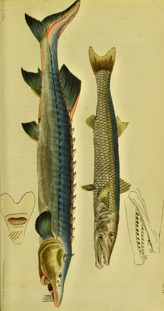 An illustration from Medical zoology and mineralogy. Or, Illustrations and descriptions of the animals and minerals employed in medicine, and of the preparations derived from them; including also an account of animal and mineral poisons, with figures coloured from nature / [John Stephenson]., 1832, leaf 177