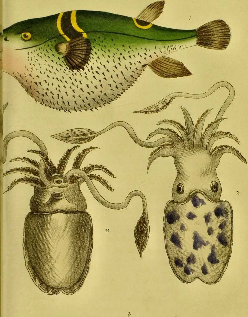 An illustration from Medical zoology and mineralogy. Or, Illustrations and descriptions of the animals and minerals employed in medicine, and of the preparations derived from them; including also an account of animal and mineral poisons, with figures coloured from nature / [John Stephenson]., 1832, leaf 187