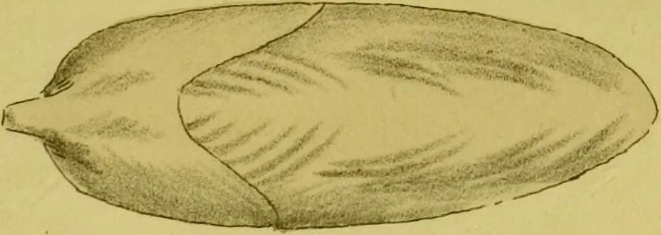 An illustration from Medical zoology and mineralogy. Or, Illustrations and descriptions of the animals and minerals employed in medicine, and of the preparations derived from them; including also an account of animal and mineral poisons, with figures coloured from nature / [John Stephenson]., 1832, leaf 187