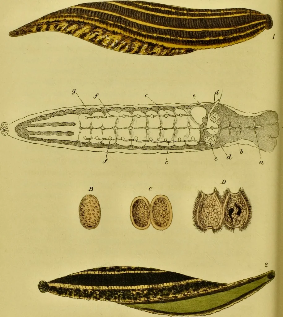 An illustration from Medical zoology and mineralogy. Or, Illustrations and descriptions of the animals and minerals employed in medicine, and of the preparations derived from them; including also an account of animal and mineral poisons, with figures coloured from nature / [John Stephenson]., 1832, leaf 200