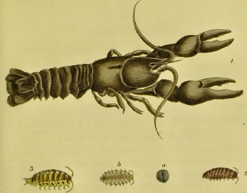 An illustration from Medical zoology and mineralogy. Or, Illustrations and descriptions of the animals and minerals employed in medicine, and of the preparations derived from them; including also an account of animal and mineral poisons, with figures coloured from nature / [John Stephenson]., 1832, leaf 205