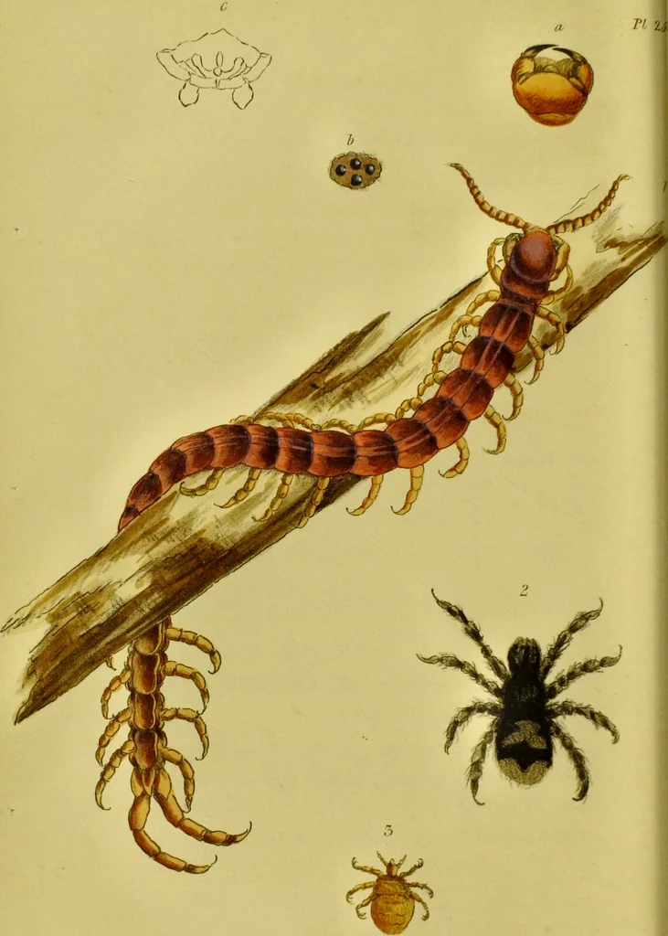An illustration from Medical zoology and mineralogy. Or, Illustrations and descriptions of the animals and minerals employed in medicine, and of the preparations derived from them; including also an account of animal and mineral poisons, with figures coloured from nature / [John Stephenson]., 1832, leaf 216