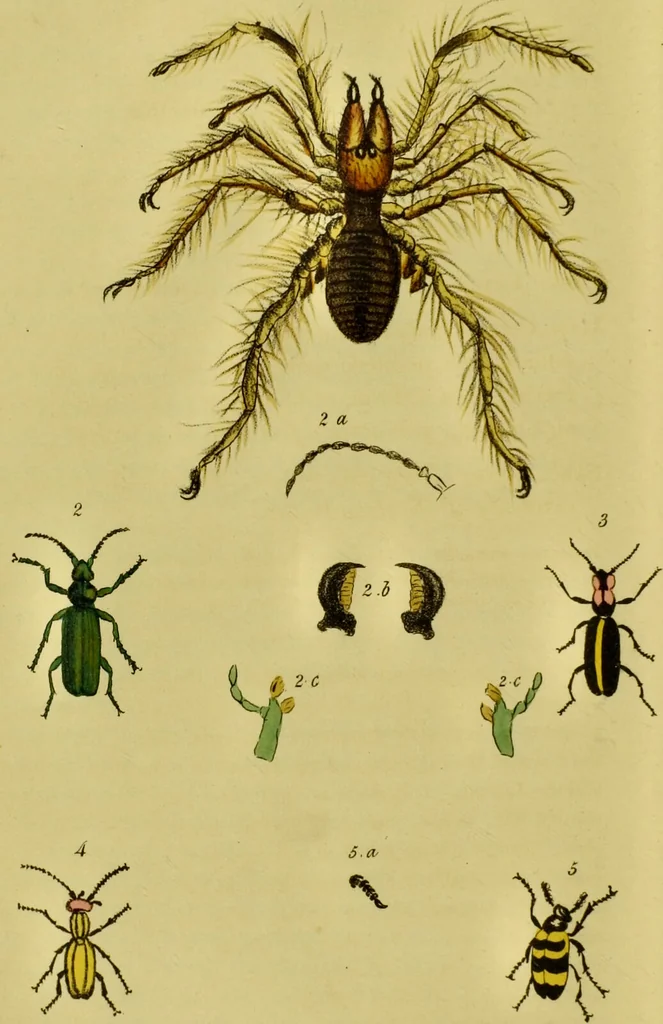 An illustration from Medical zoology and mineralogy. Or, Illustrations and descriptions of the animals and minerals employed in medicine, and of the preparations derived from them; including also an account of animal and mineral poisons, with figures coloured from nature / [John Stephenson]., 1832, leaf 220