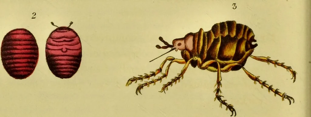 An illustration from Medical zoology and mineralogy. Or, Illustrations and descriptions of the animals and minerals employed in medicine, and of the preparations derived from them; including also an account of animal and mineral poisons, with figures coloured from nature / [John Stephenson]., 1832, leaf 234