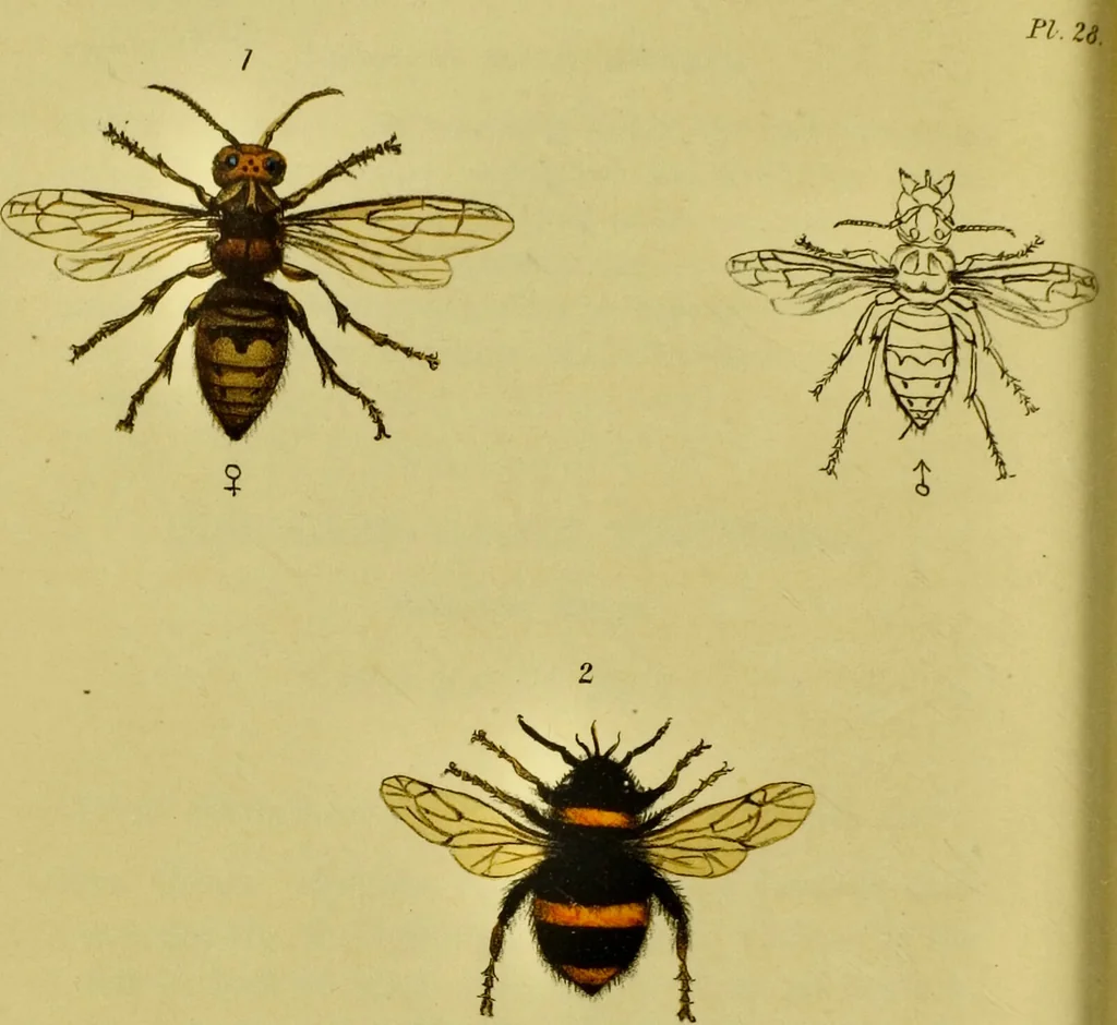 An illustration from Medical zoology and mineralogy. Or, Illustrations and descriptions of the animals and minerals employed in medicine, and of the preparations derived from them; including also an account of animal and mineral poisons, with figures coloured from nature / [John Stephenson]., 1832, leaf 252