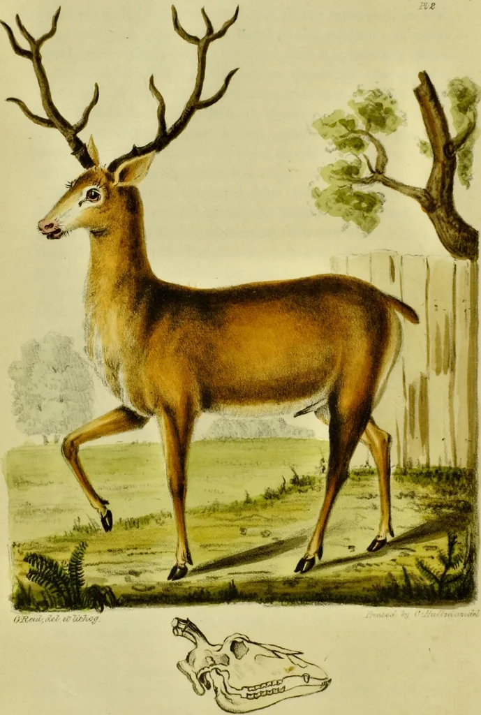 An illustration from Medical zoology and mineralogy. Or, Illustrations and descriptions of the animals and minerals employed in medicine, and of the preparations derived from them; including also an account of animal and mineral poisons, with figures coloured from nature / [John Stephenson]., 1832, leaf 26