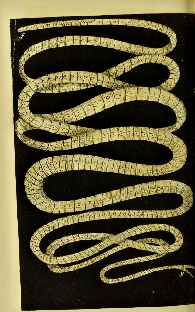 An illustration from Medical zoology and mineralogy. Or, Illustrations and descriptions of the animals and minerals employed in medicine, and of the preparations derived from them; including also an account of animal and mineral poisons, with figures coloured from nature / [John Stephenson]., 1832, leaf 266