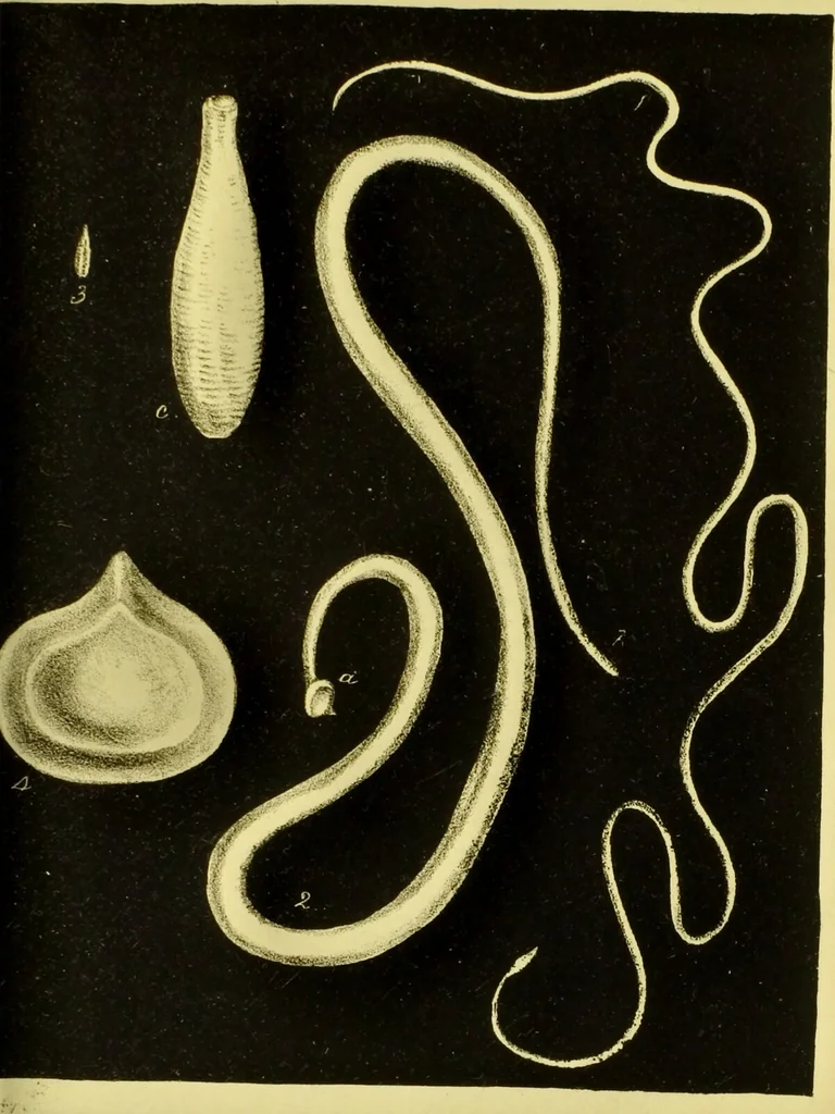 An illustration from Medical zoology and mineralogy. Or, Illustrations and descriptions of the animals and minerals employed in medicine, and of the preparations derived from them; including also an account of animal and mineral poisons, with figures coloured from nature / [John Stephenson]., 1832, leaf 273