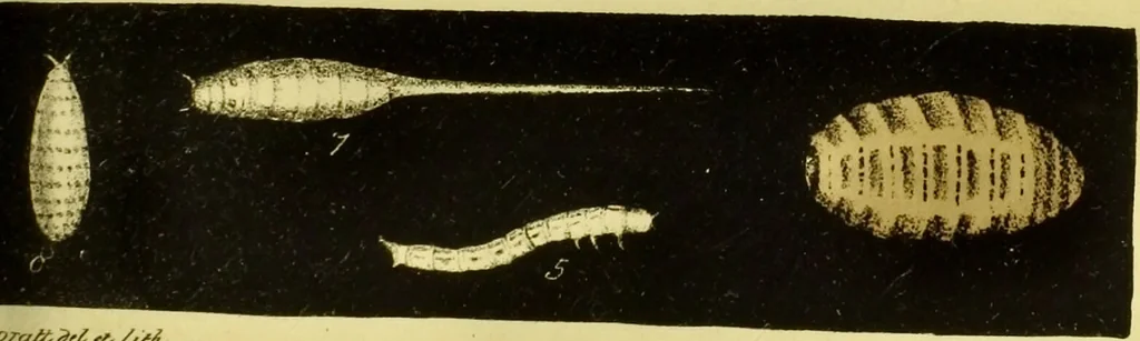 An illustration from Medical zoology and mineralogy. Or, Illustrations and descriptions of the animals and minerals employed in medicine, and of the preparations derived from them; including also an account of animal and mineral poisons, with figures coloured from nature / [John Stephenson]., 1832, leaf 273