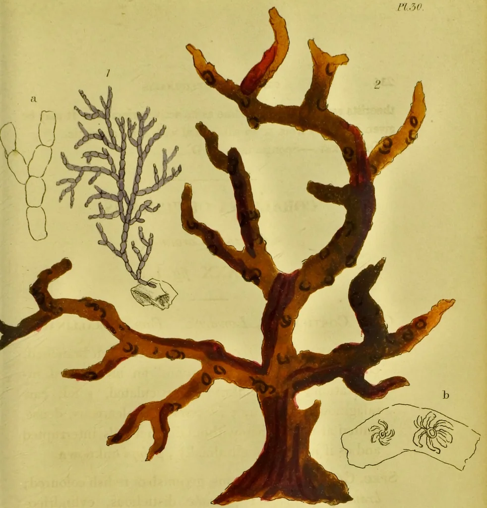 An illustration from Medical zoology and mineralogy. Or, Illustrations and descriptions of the animals and minerals employed in medicine, and of the preparations derived from them; including also an account of animal and mineral poisons, with figures coloured from nature / [John Stephenson]., 1832, leaf 285