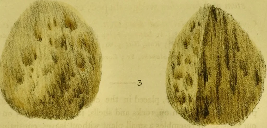 An illustration from Medical zoology and mineralogy. Or, Illustrations and descriptions of the animals and minerals employed in medicine, and of the preparations derived from them; including also an account of animal and mineral poisons, with figures coloured from nature / [John Stephenson]., 1832, leaf 285