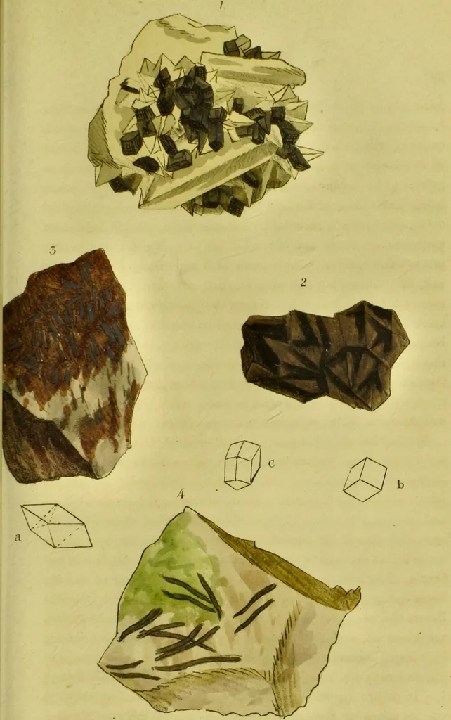 An illustration from Medical zoology and mineralogy. Or, Illustrations and descriptions of the animals and minerals employed in medicine, and of the preparations derived from them; including also an account of animal and mineral poisons, with figures coloured from nature / [John Stephenson]., 1832, leaf 305