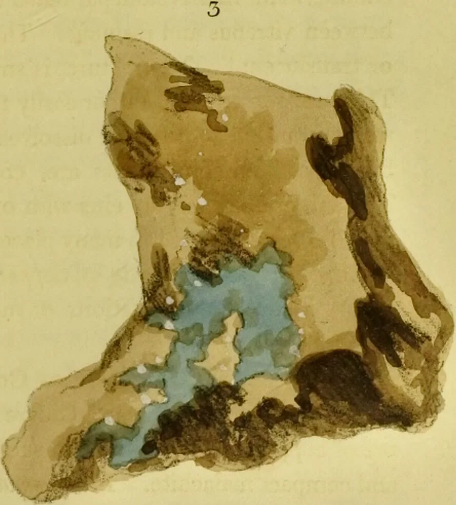 An illustration from Medical zoology and mineralogy. Or, Illustrations and descriptions of the animals and minerals employed in medicine, and of the preparations derived from them; including also an account of animal and mineral poisons, with figures coloured from nature / [John Stephenson]., 1832, leaf 325