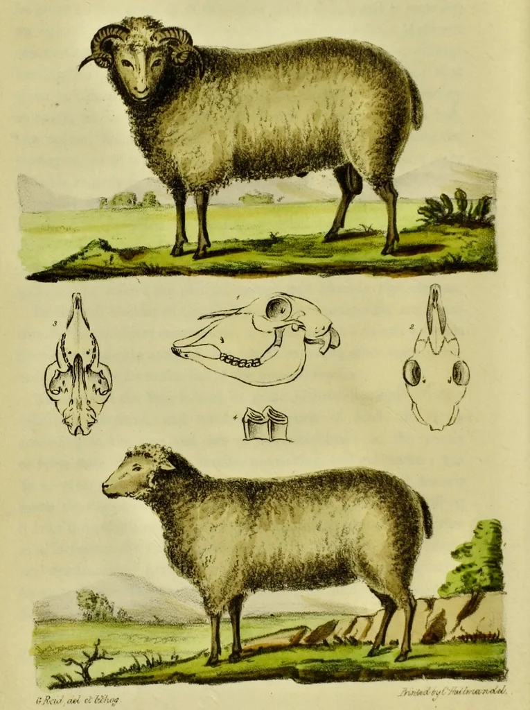 An illustration from Medical zoology and mineralogy. Or, Illustrations and descriptions of the animals and minerals employed in medicine, and of the preparations derived from them; including also an account of animal and mineral poisons, with figures coloured from nature / [John Stephenson]., 1832, leaf 34