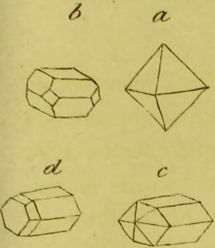 An illustration from Medical zoology and mineralogy. Or, Illustrations and descriptions of the animals and minerals employed in medicine, and of the preparations derived from them; including also an account of animal and mineral poisons, with figures coloured from nature / [John Stephenson]., 1832, leaf 355