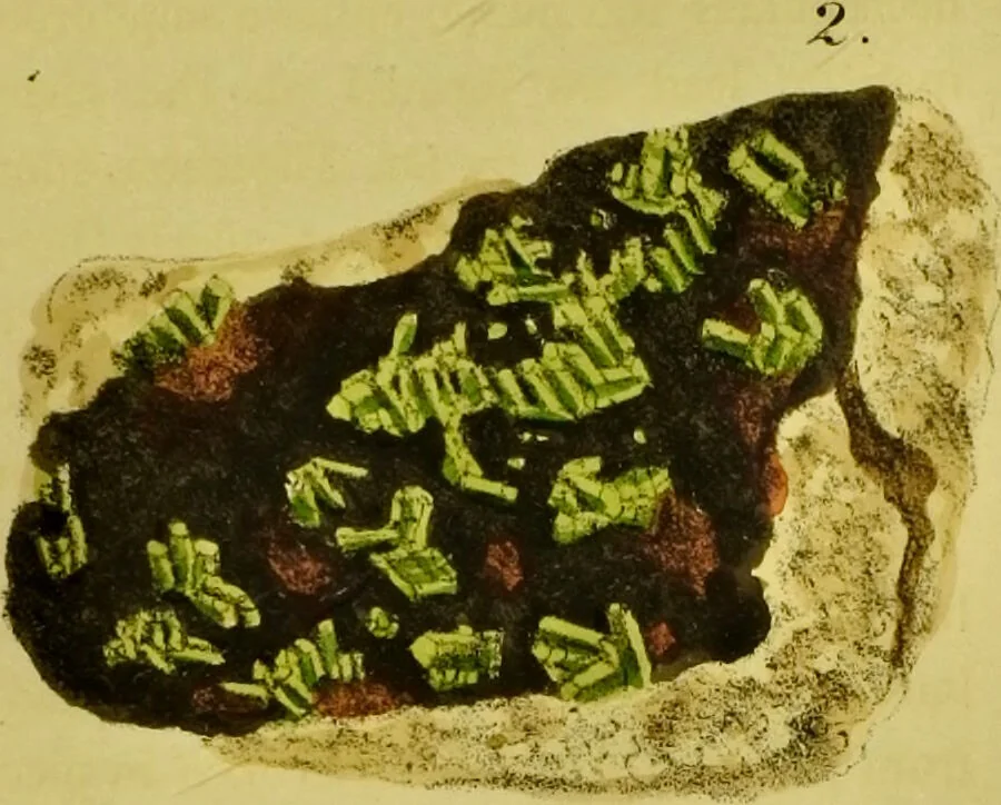 An illustration from Medical zoology and mineralogy. Or, Illustrations and descriptions of the animals and minerals employed in medicine, and of the preparations derived from them; including also an account of animal and mineral poisons, with figures coloured from nature / [John Stephenson]., 1832, leaf 355