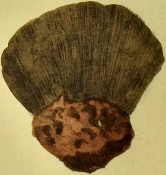 An illustration from Medical zoology and mineralogy. Or, Illustrations and descriptions of the animals and minerals employed in medicine, and of the preparations derived from them; including also an account of animal and mineral poisons, with figures coloured from nature / [John Stephenson]., 1832, leaf 366