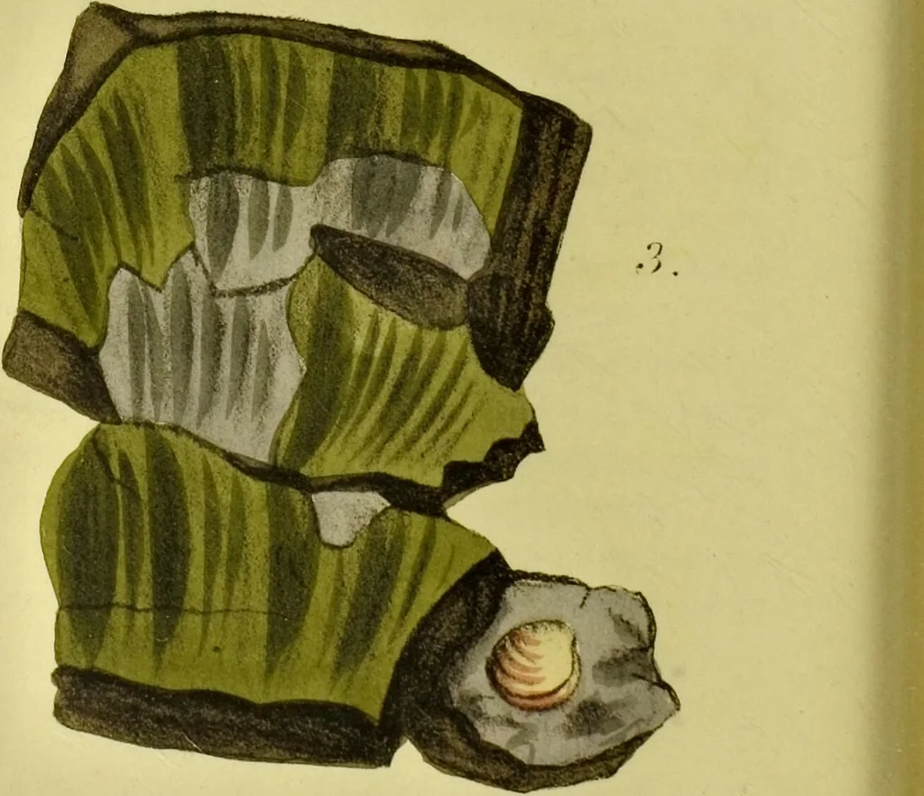 An illustration from Medical zoology and mineralogy. Or, Illustrations and descriptions of the animals and minerals employed in medicine, and of the preparations derived from them; including also an account of animal and mineral poisons, with figures coloured from nature / [John Stephenson]., 1832, leaf 372