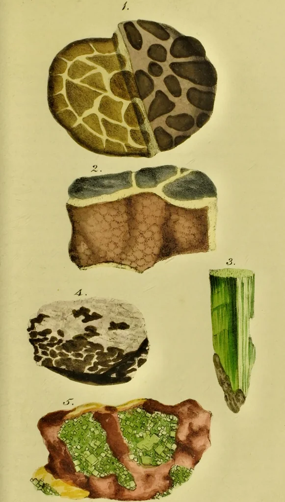 An illustration from Medical zoology and mineralogy. Or, Illustrations and descriptions of the animals and minerals employed in medicine, and of the preparations derived from them; including also an account of animal and mineral poisons, with figures coloured from nature / [John Stephenson]., 1832, leaf 373