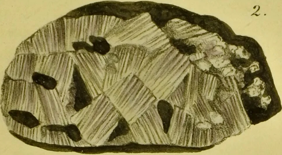An illustration from Medical zoology and mineralogy. Or, Illustrations and descriptions of the animals and minerals employed in medicine, and of the preparations derived from them; including also an account of animal and mineral poisons, with figures coloured from nature / [John Stephenson]., 1832, leaf 381
