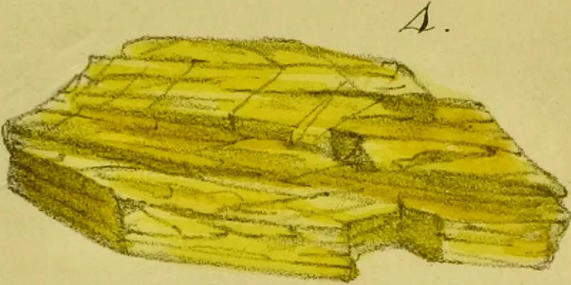 An illustration from Medical zoology and mineralogy. Or, Illustrations and descriptions of the animals and minerals employed in medicine, and of the preparations derived from them; including also an account of animal and mineral poisons, with figures coloured from nature / [John Stephenson]., 1832, leaf 381