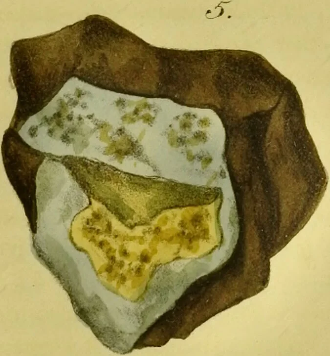 An illustration from Medical zoology and mineralogy. Or, Illustrations and descriptions of the animals and minerals employed in medicine, and of the preparations derived from them; including also an account of animal and mineral poisons, with figures coloured from nature / [John Stephenson]., 1832, leaf 381
