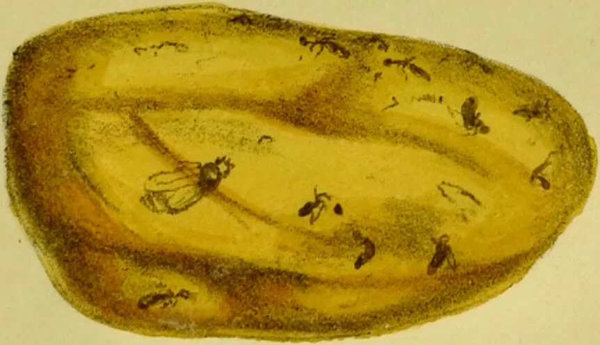 An illustration from Medical zoology and mineralogy. Or, Illustrations and descriptions of the animals and minerals employed in medicine, and of the preparations derived from them; including also an account of animal and mineral poisons, with figures coloured from nature / [John Stephenson]., 1832, leaf 391