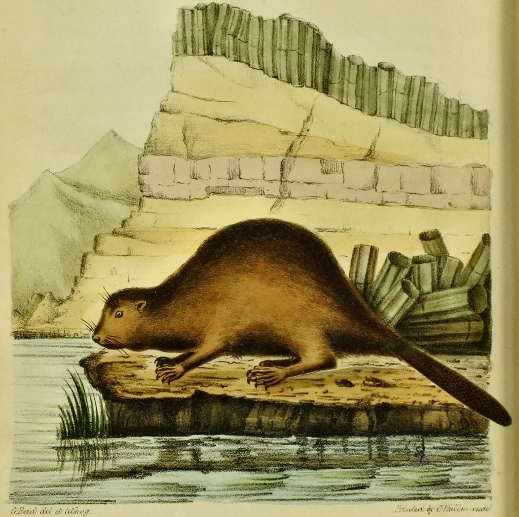An illustration from Medical zoology and mineralogy. Or, Illustrations and descriptions of the animals and minerals employed in medicine, and of the preparations derived from them; including also an account of animal and mineral poisons, with figures coloured from nature / [John Stephenson]., 1832, leaf 40