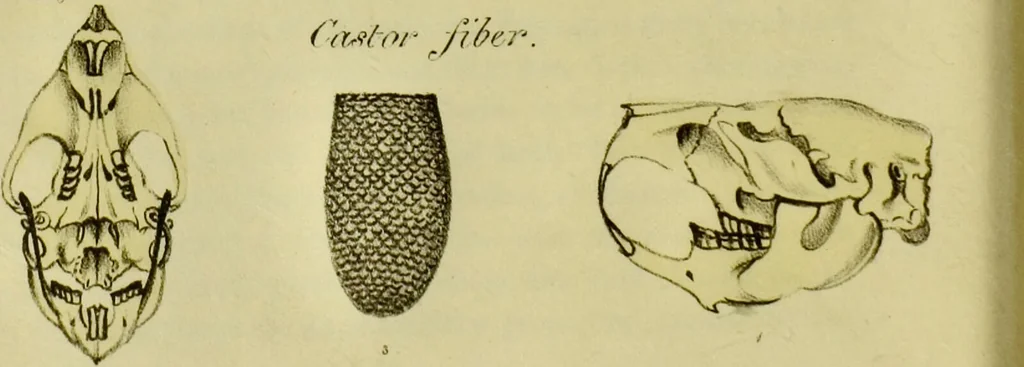 An illustration from Medical zoology and mineralogy. Or, Illustrations and descriptions of the animals and minerals employed in medicine, and of the preparations derived from them; including also an account of animal and mineral poisons, with figures coloured from nature / [John Stephenson]., 1832, leaf 40