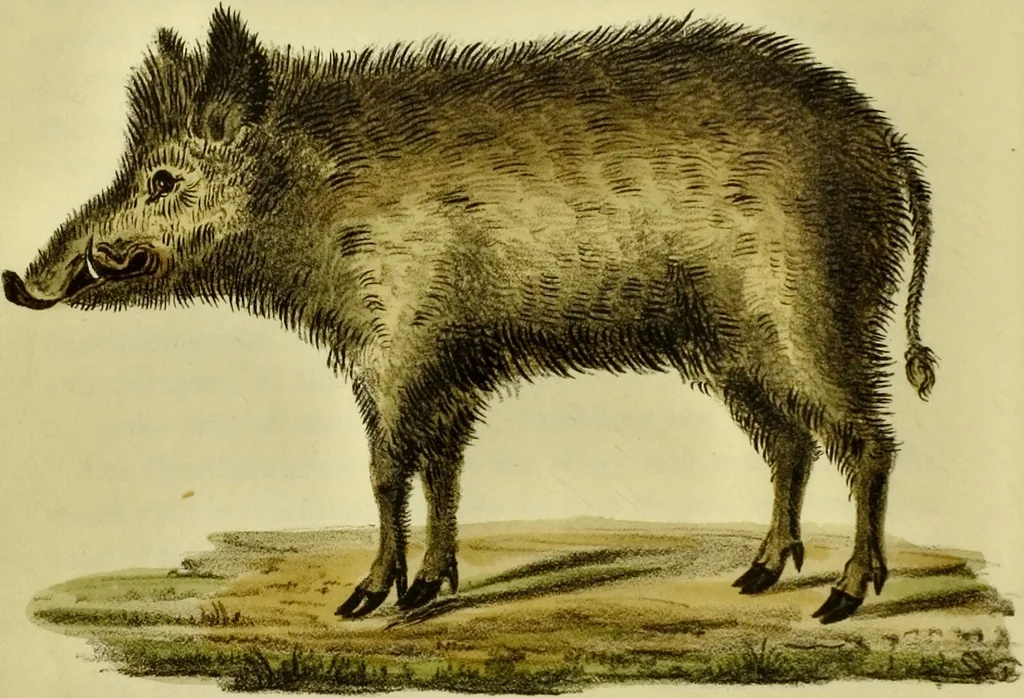 An illustration from Medical zoology and mineralogy. Or, Illustrations and descriptions of the animals and minerals employed in medicine, and of the preparations derived from them; including also an account of animal and mineral poisons, with figures coloured from nature / [John Stephenson]., 1832, leaf 54