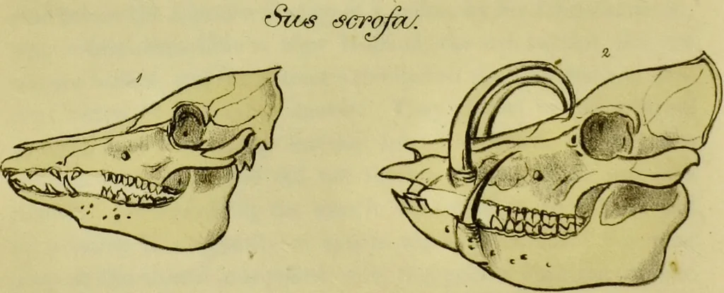 An illustration from Medical zoology and mineralogy. Or, Illustrations and descriptions of the animals and minerals employed in medicine, and of the preparations derived from them; including also an account of animal and mineral poisons, with figures coloured from nature / [John Stephenson]., 1832, leaf 54