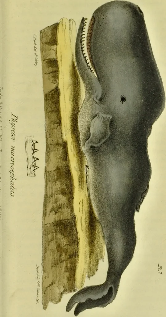An illustration from Medical zoology and mineralogy. Or, Illustrations and descriptions of the animals and minerals employed in medicine, and of the preparations derived from them; including also an account of animal and mineral poisons, with figures coloured from nature / [John Stephenson]., 1832, leaf 59