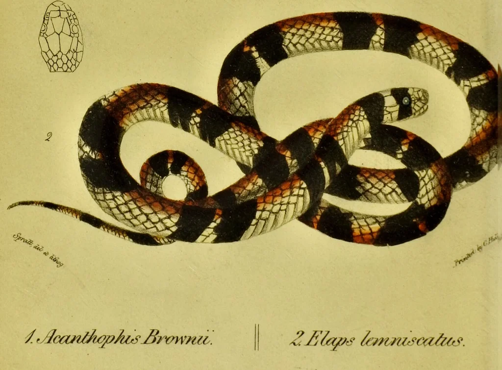 An illustration from Medical zoology and mineralogy. Or, Illustrations and descriptions of the animals and minerals employed in medicine, and of the preparations derived from them; including also an account of animal and mineral poisons, with figures coloured from nature / [John Stephenson]., 1832, leaf 6