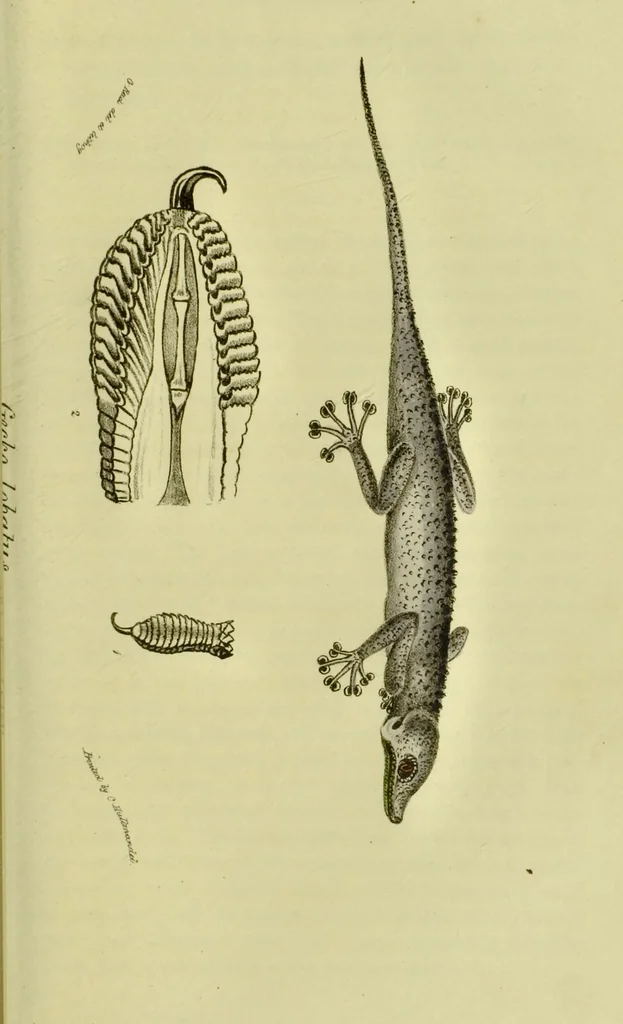 An illustration from Medical zoology and mineralogy. Or, Illustrations and descriptions of the animals and minerals employed in medicine, and of the preparations derived from them; including also an account of animal and mineral poisons, with figures coloured from nature / [John Stephenson]., 1832, leaf 77